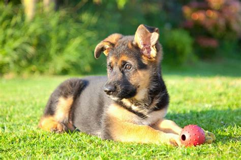 how much is a german shepherd puppy cost